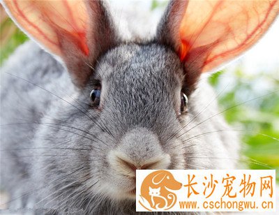 金吉拉兔生病了怎么办 要注意食物的补充