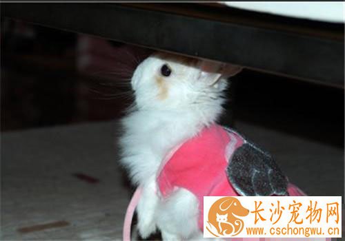 洁西伍莉生病了怎么办 拉肚子的诊治