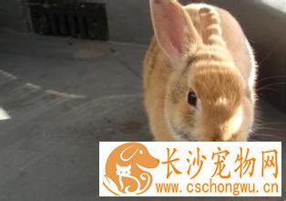 福建黄兔生病了怎么办 先稳固它的电解质