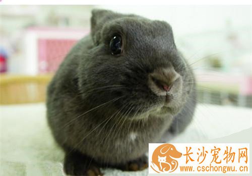 银狐兔生病了怎么办 多加注意喂食的安全