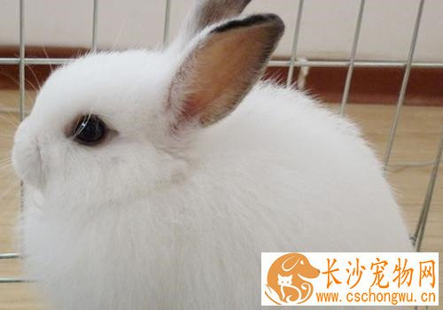西施兔生病了怎么办 要注意食物的补充