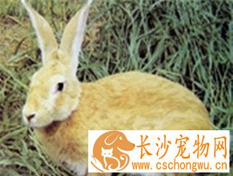 太行山兔生病了怎么办 合理选择场地建舍