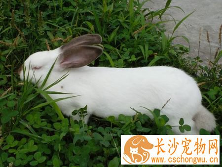 伊拉兔生病了怎么办 多注意食物的卫生安全
