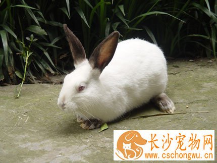 加利福尼亚兔生病了怎么办 加强饲养管理