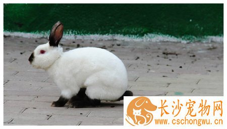 加利福尼亚兔好养吗 坚持一个原则防病