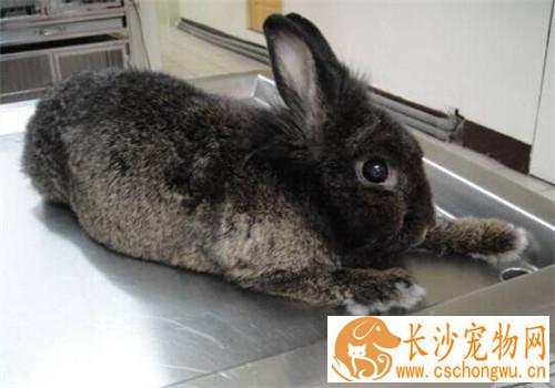 哈瓦那兔生病了怎么办 据便便情况来调节
