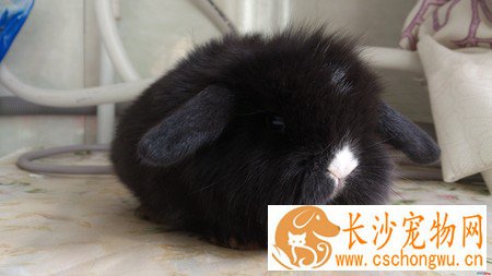 宾尼垂耳兔生病了怎么办 喂足够的水食物