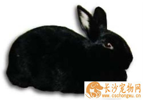 夏温拿兔生病了怎么办 进食量至关重要