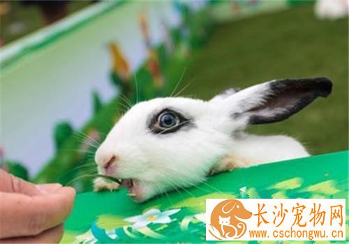 大麦丁兔生病了怎么办 一定要及时治疗