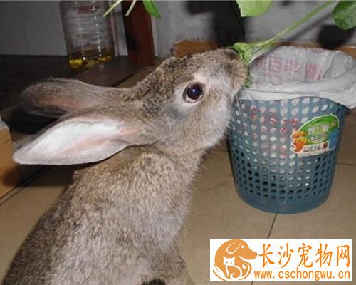 灰栗兔拉稀怎么办 确诊病因再治疗很重要