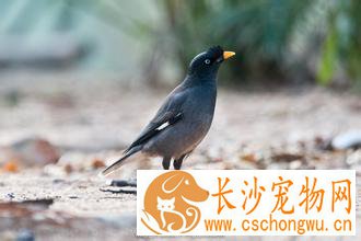 如何给八哥防病 特别是怕得寄生虫 