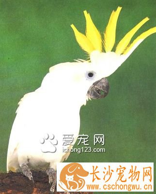 大葵花
