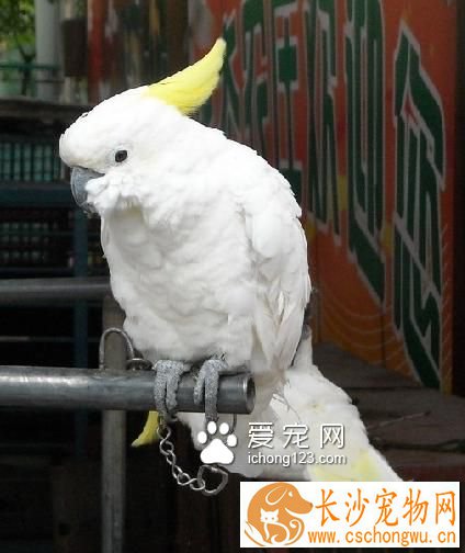 葵花凤头鹦鹉
