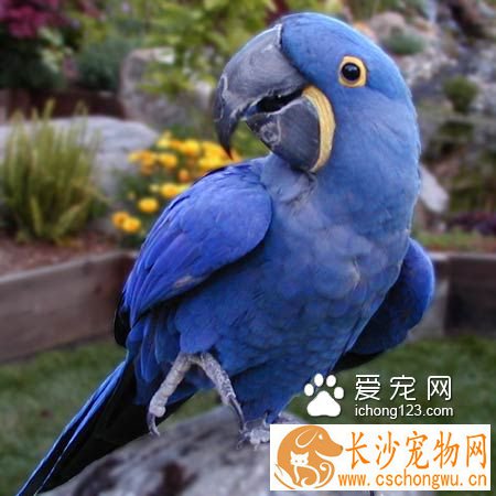 金刚鹦鹉