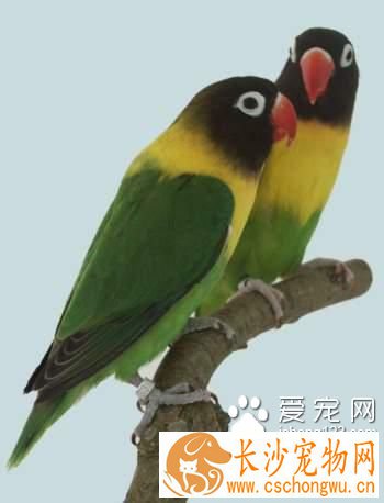 牡丹鹦鹉