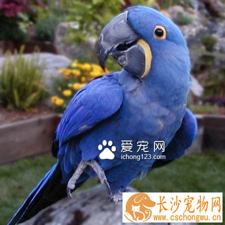 金刚鹦鹉