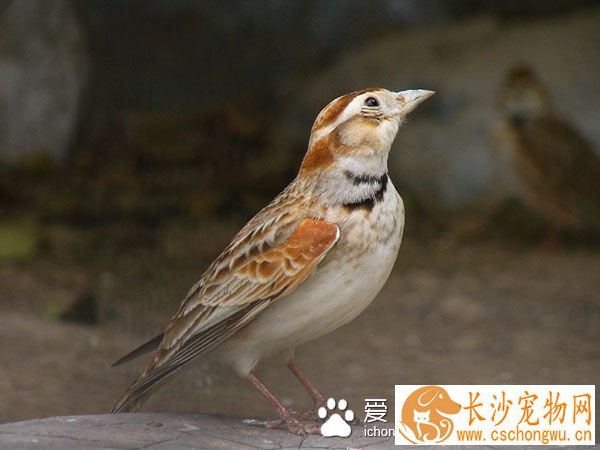 百灵鸟