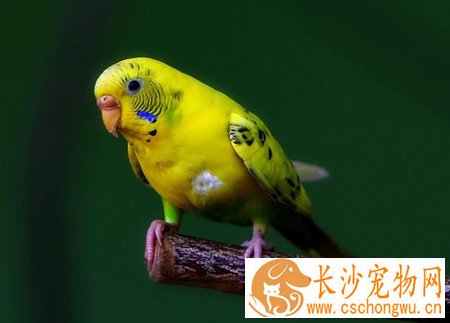 怎么养好小鸟 正常鸟与病鸟的行为表现