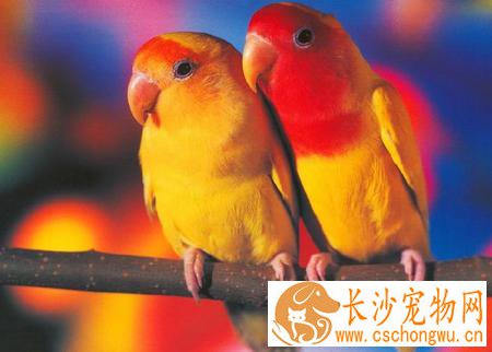 怎么才能养好鹦鹉 鹦鹉常见疾病的防治
