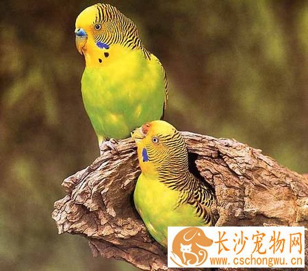 虎皮鹦鹉生病了怎么办 鹦鹉奇怪病症分析