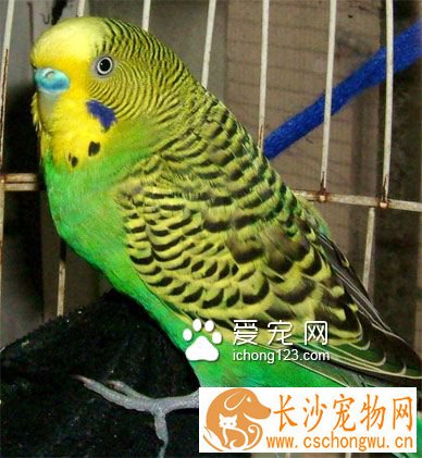 虎皮鹦鹉