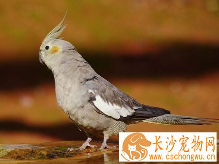 宠物鸟生病了怎么办 准备好养鸟的常备药品