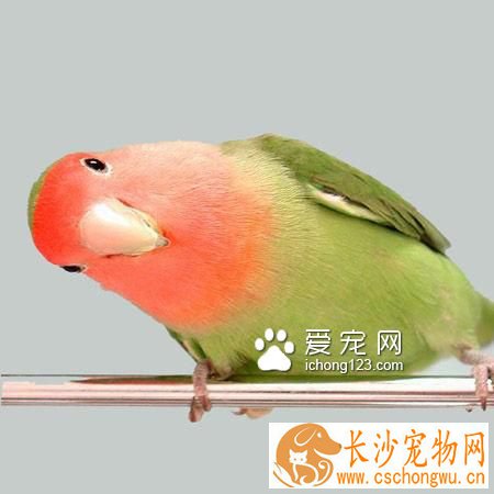 牡丹鹦鹉