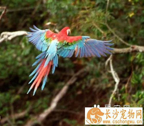 金刚鹦鹉