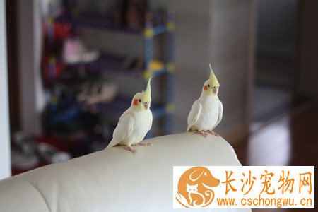 玄凤鹦鹉怎么养 要注意两中典型疾病