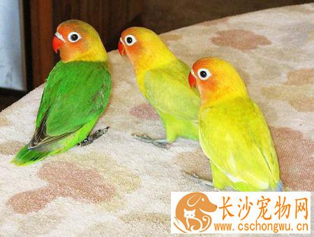 鹦鹉滴虫病是怎么回事 是笼子不干净导致的
