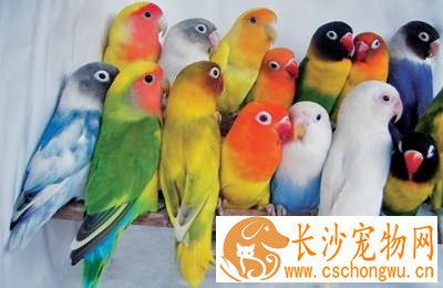 鹦鹉怎么养 警惕鹦鹉营养过剩引起疾病