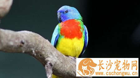 给鸟儿喂药要慎重 给病鸟喂药要注意什么