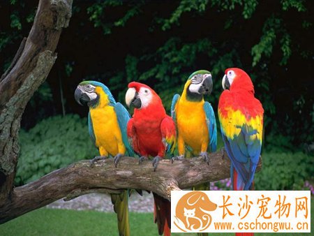 鹦鹉热是什么意思 鹦鹉热病怎么治疗