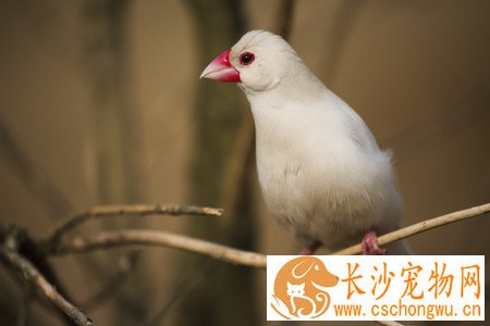白文鸟常见的疾病 三种常见疾病的治疗方法