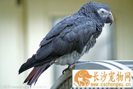 灰鹦鹉生病了该怎么办 保持环境宁静