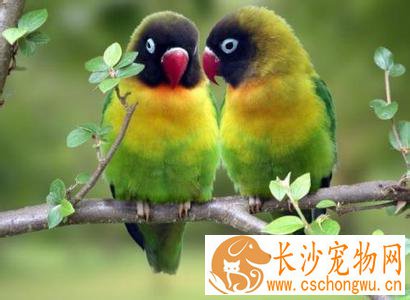 鸟类生病了怎么办 巴氏杆菌病的防治方法