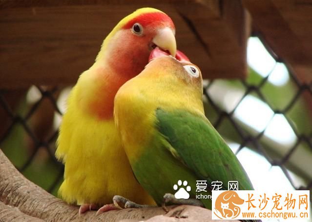 牡丹鹦鹉