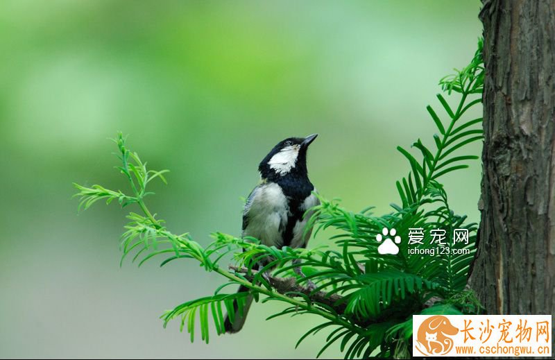 百灵鸟