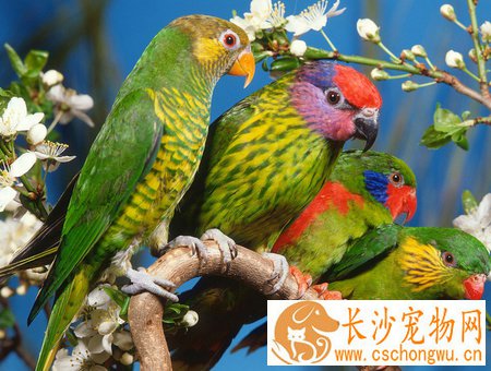 鸟类球虫病相关知识及诊治 球虫病是寄生虫病