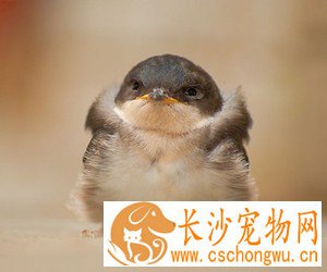 幼鸟体积小、抵抗力弱，而且发展尚未完全