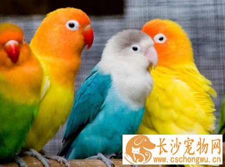 如何治疗鹦鹉大肠杆菌病 鹦鹉大肠杆菌怎么诊治