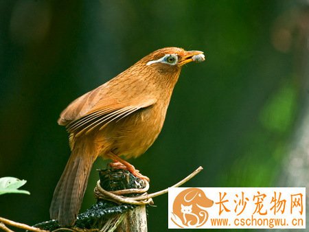 鸟类伪结核病怎么治疗 一种接触性传染性疾病