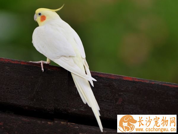 鸡尾鹦鹉