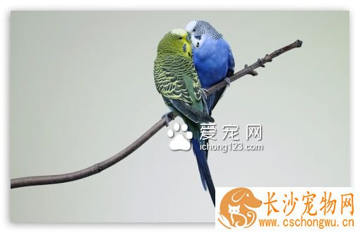虎皮鹦鹉