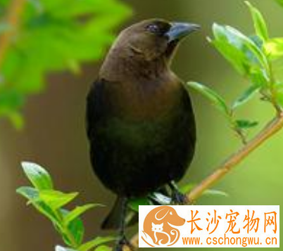 八哥鸟生病了怎么办 先弄清楚所患的疾病