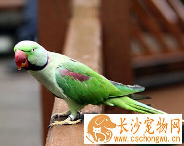 亚历山大鹦鹉常见病 注意保持环境的卫生
