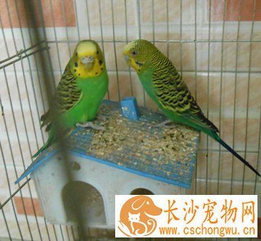 虎皮鹦鹉病了怎么办 常见疾病的治疗方法