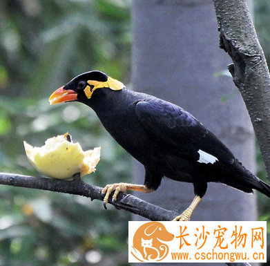 八哥鸟常见病 胃肠炎是常见病之一
