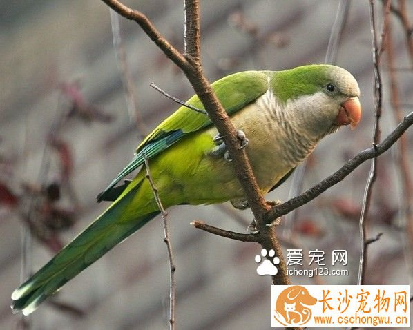 和尚鹦鹉