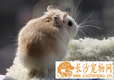 仓鼠腹泻怎么办 仓鼠腹泻的原因及症状